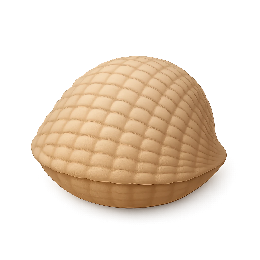 Common Basket-Shell