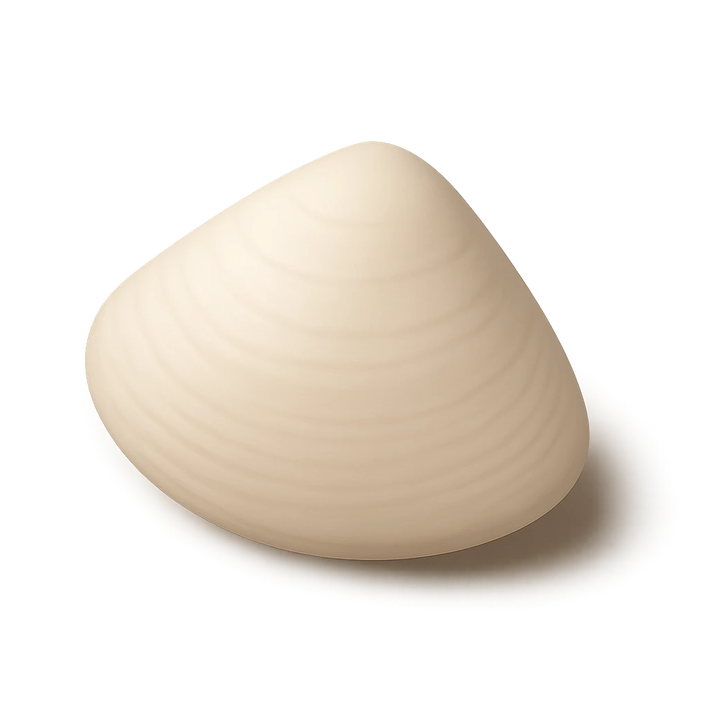 Narrow Otter Shell