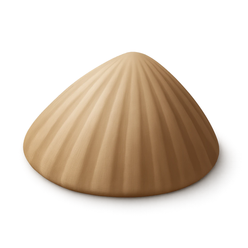 Common Intertidal Limpet