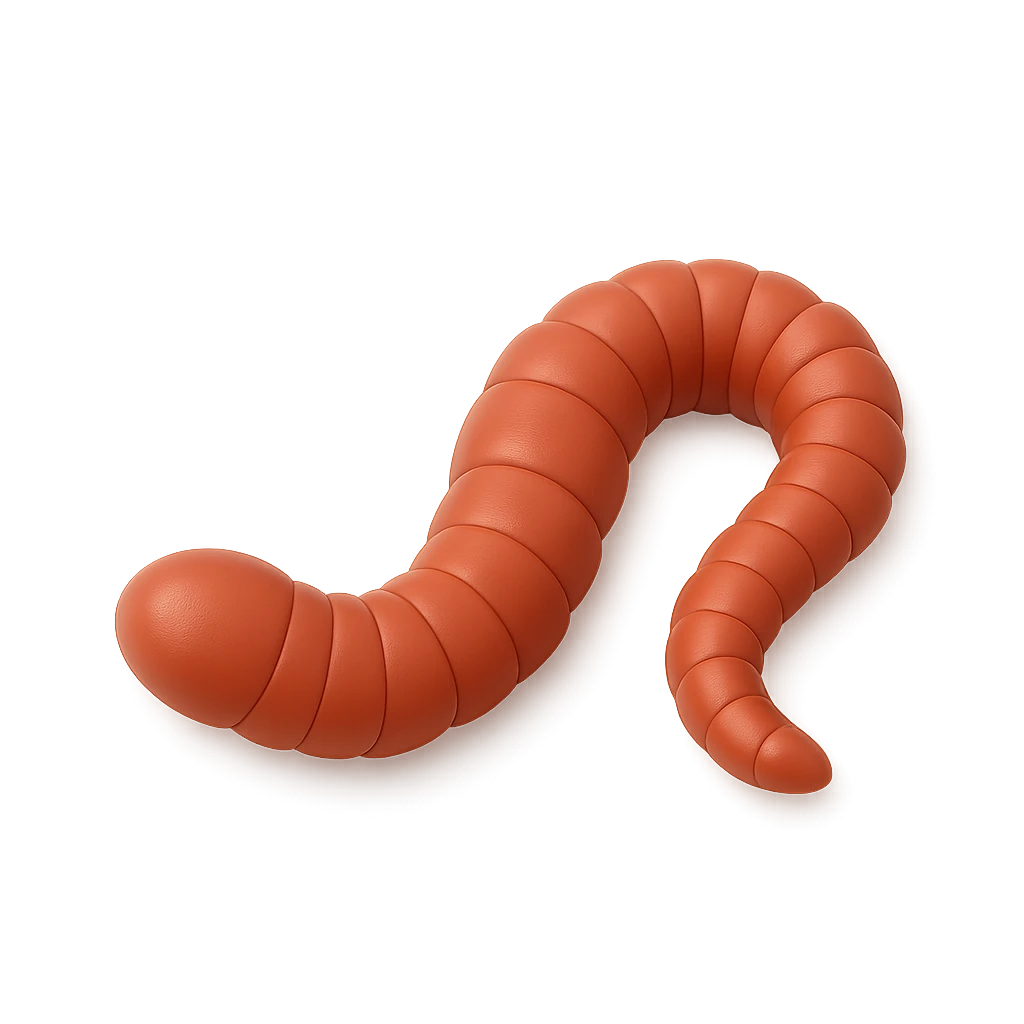 Tubificid Worm