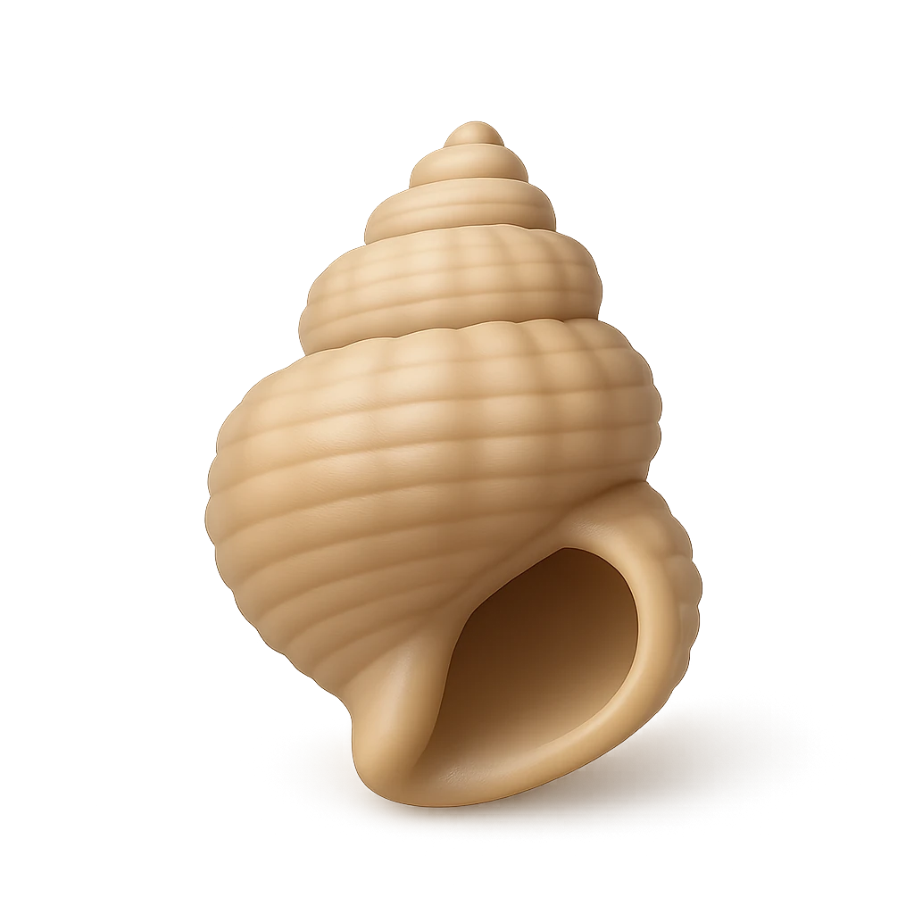 West Indian Baily Shell