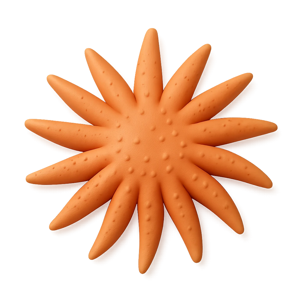 Northern Sun Star