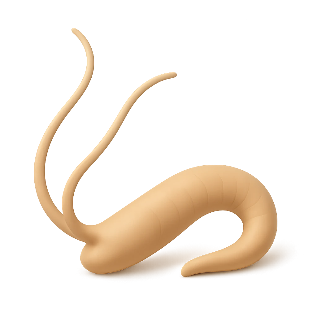 Polychaete